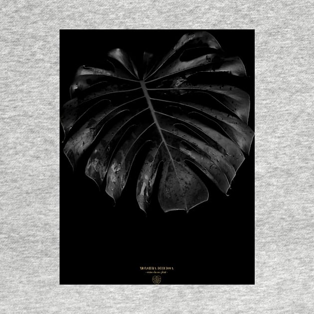 Monstera by dmitryb1